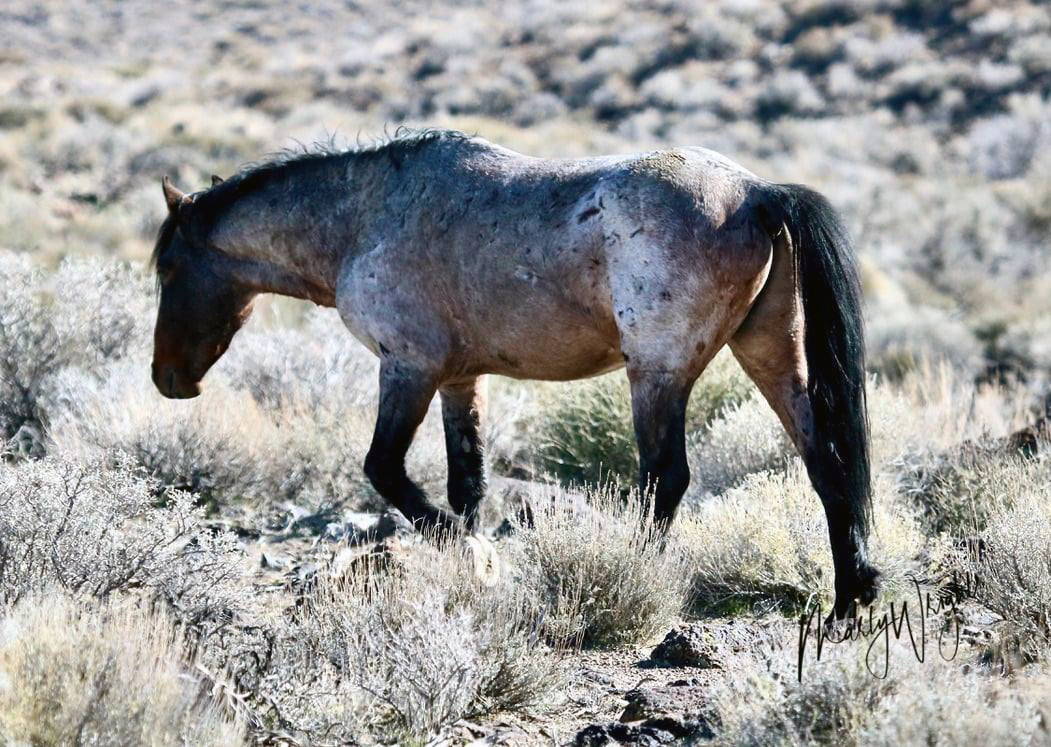 WILD HORSE OF THE WEEK: THRAIN