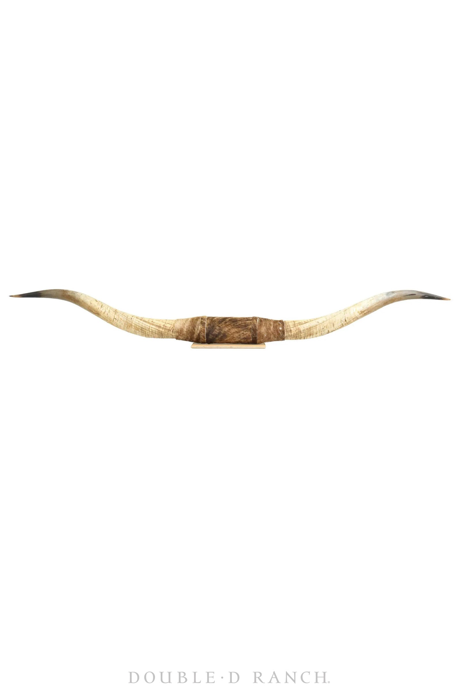 Art, Taxidermy, Longhorn Horn Display, Monumental 8' -3", Vintage, 1225